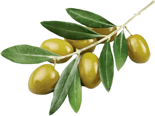 Olive Leaf extract