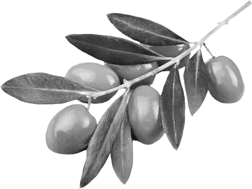 Olive Leaf extract